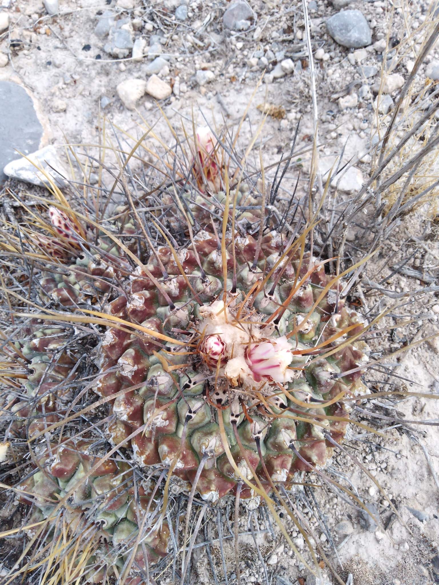 Thelocactus rinconensis